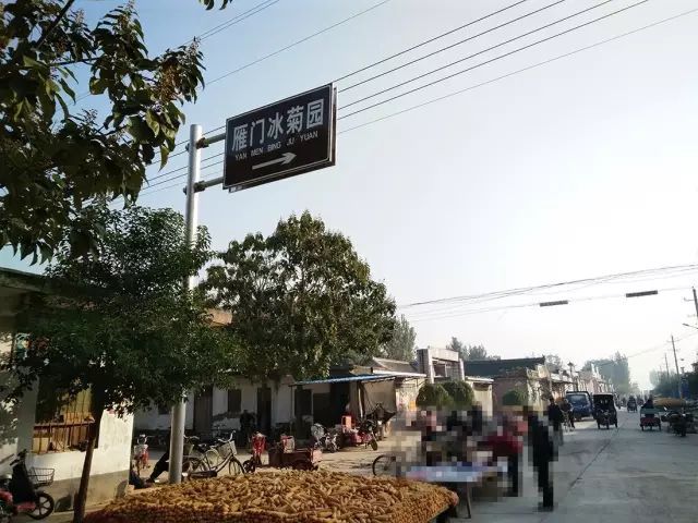 如何找到云臺(tái)冰菊？怎樣找到云臺(tái)冰菊？